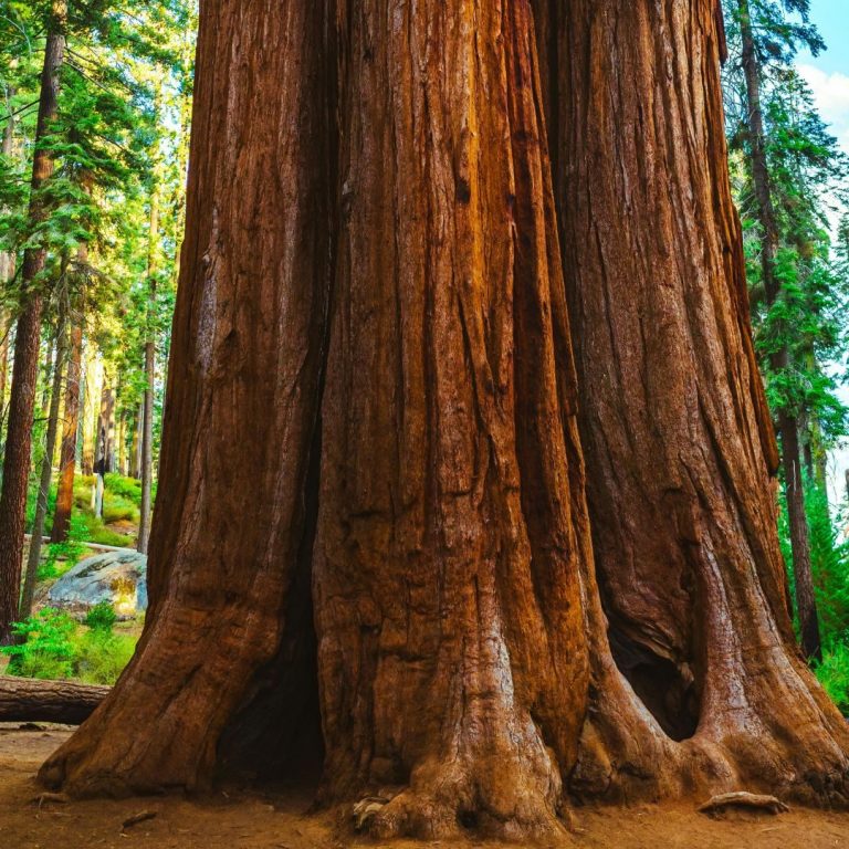 Mammutbaum im Wald Stamm eines riesigen Mammutbaums in einem grünen Wald – Symbolbild für versteinertes Holz im Edelstein-Lexikon