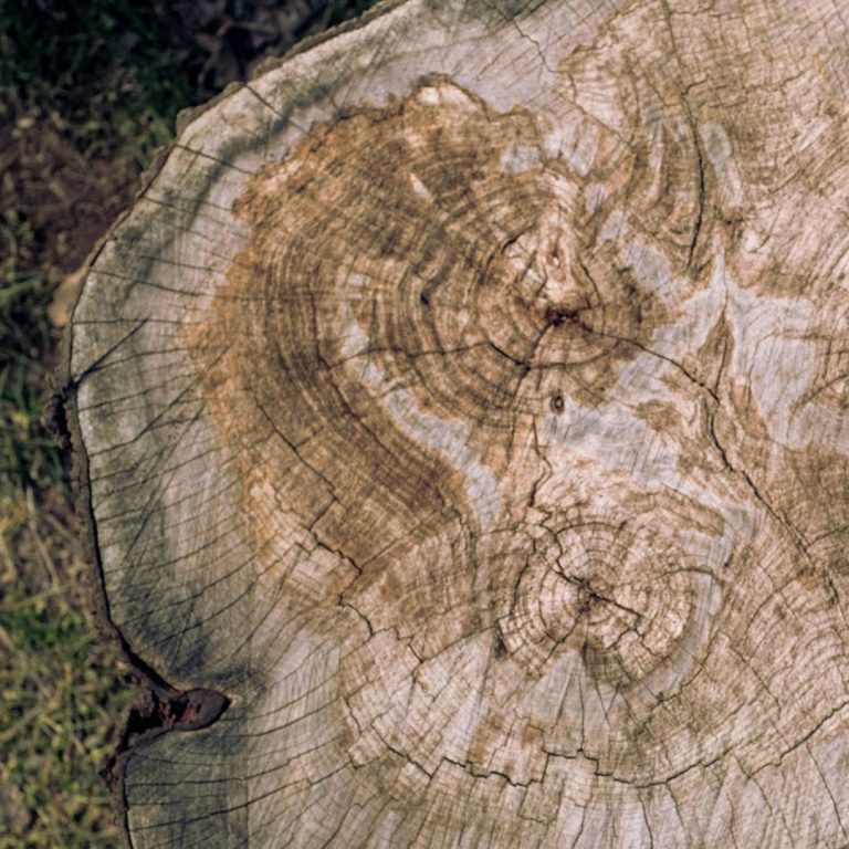 Versteinertes Holz Symbolbild Querschnitt eines Baumstamms mit Jahresringen – Symbolbild für versteinertes Holz im Edelstein-Lexikon